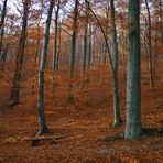 Der Herbst hält Einzug...