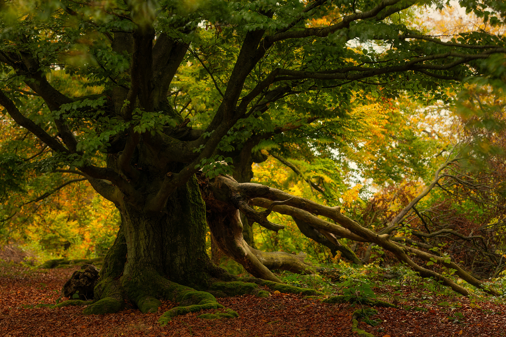 der Herbst hält Einzug