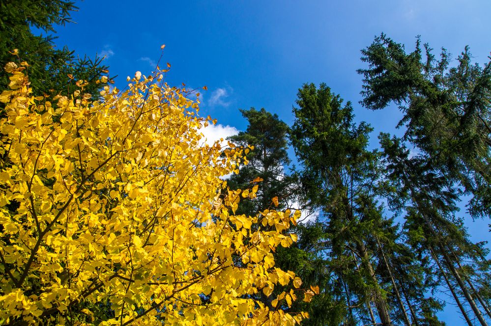 Der Herbst hält Einzug!