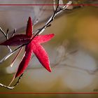 Der Herbst hält Einzug :-)