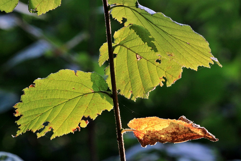 Der Herbst hält Einzug