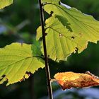 Der Herbst hält Einzug