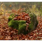 Der Herbst hat angerichtet