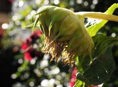 der Herbst hat auch schöne Tage