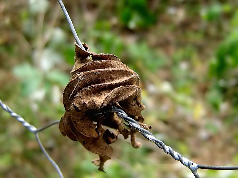 Der Herbst hat auch Zäune im Griff.... :-)))