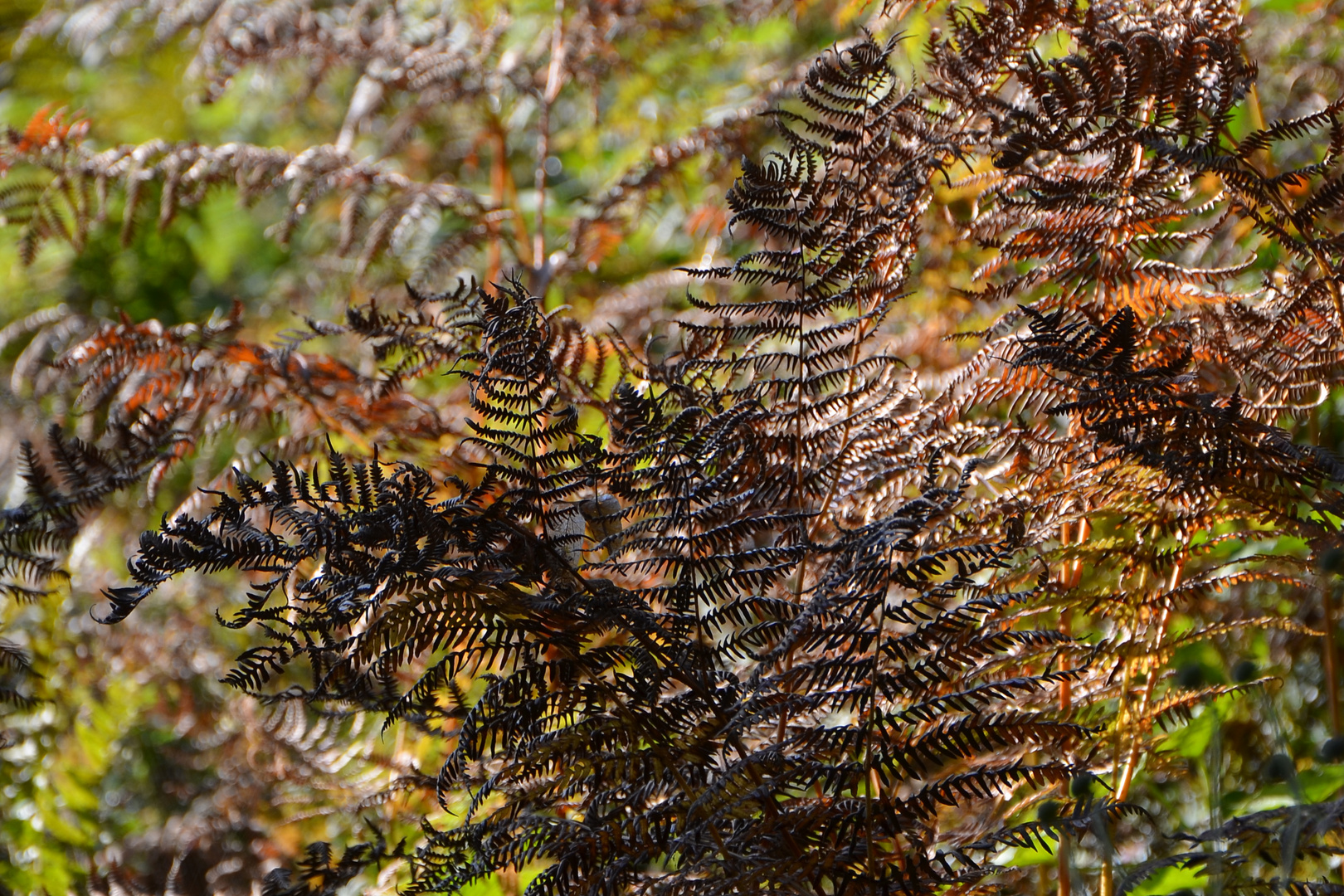 Der Herbst hat begonnen, Mainau im Oktober