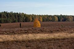 Der Herbst hat die Heide im Griff