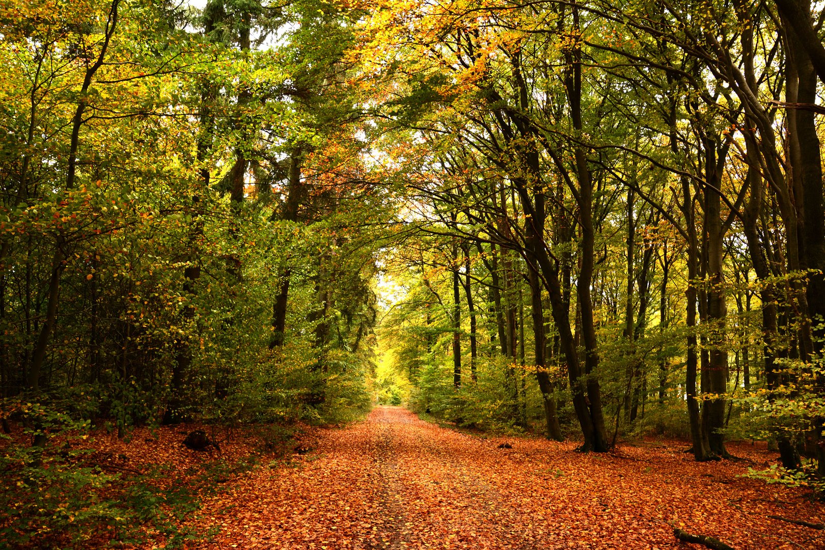 Der Herbst hat die Laubwälder bunt gefärbt