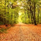 Der Herbst hat die Laubwälder bunt gefärbt