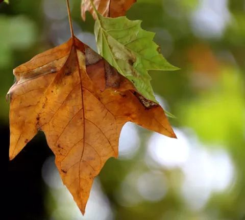 Der Herbst hat die schönste Deko