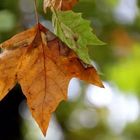 Der Herbst hat die schönste Deko