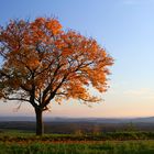 Der Herbst hat Einzug auf dem Wittho gehalten