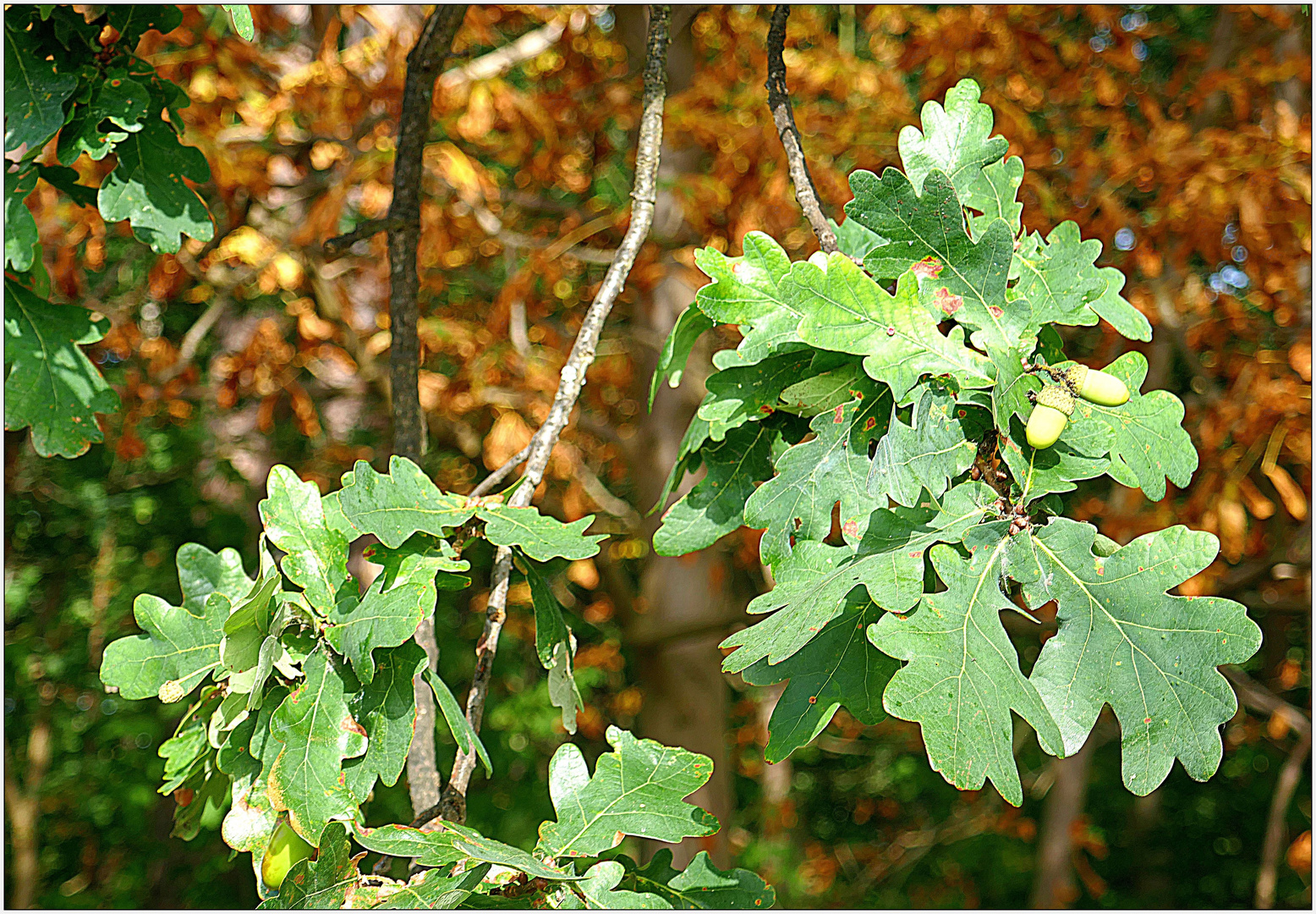 Der Herbst hat Einzug gehalten