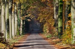Der Herbst hat Einzug gehalten in meinem Waldrevier.......