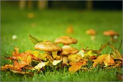 Der Herbst hat Einzug in unserem Garten gehalten