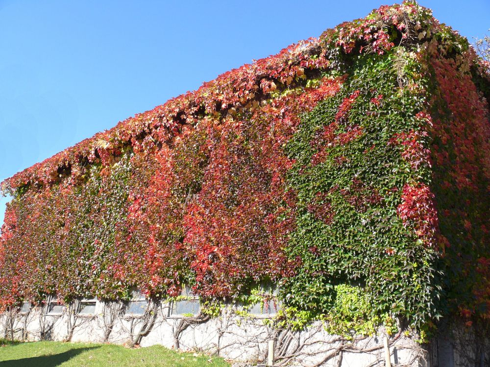 Der Herbst hat hier eine schöne Visitenkarte abgegeben