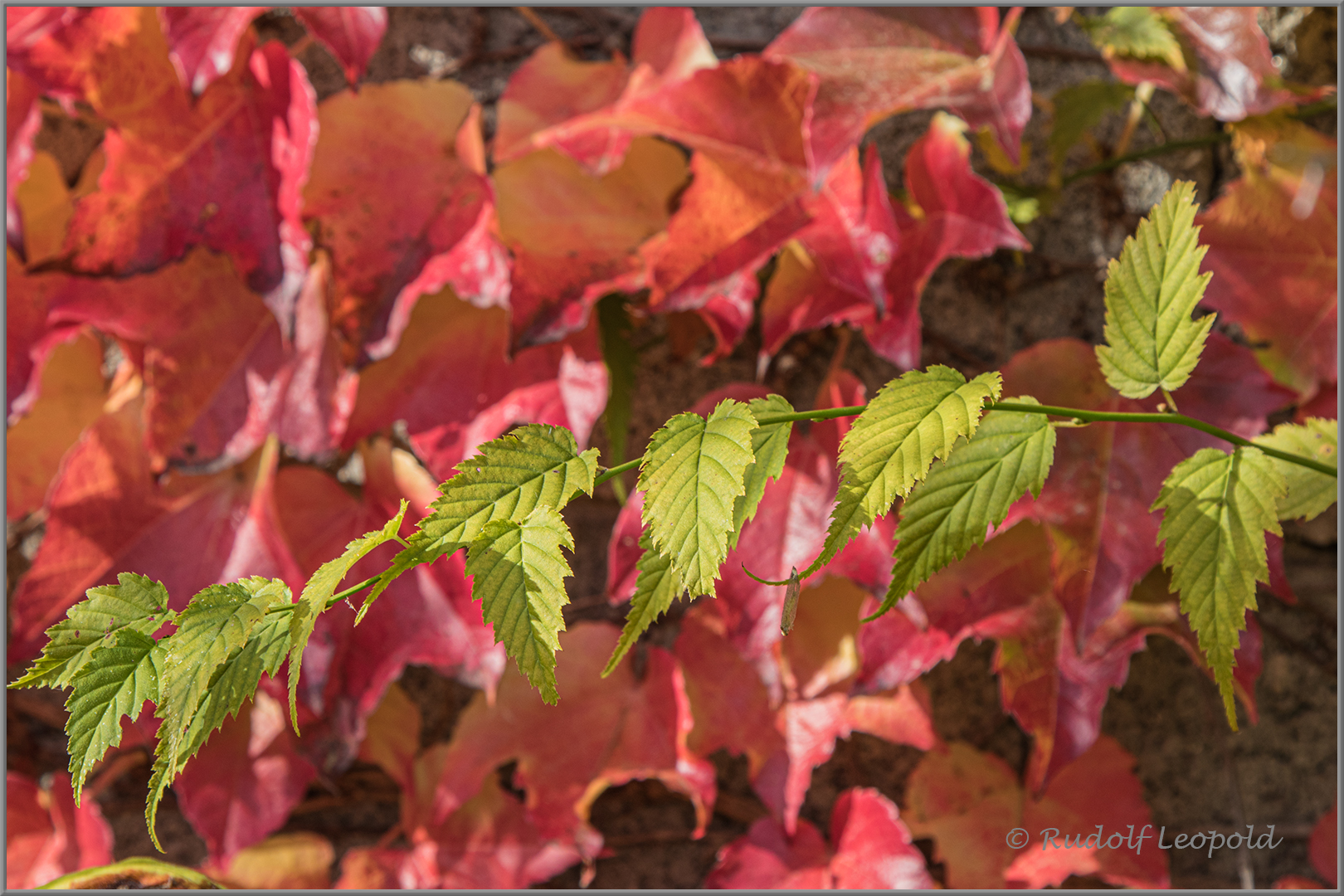 Der Herbst hat viele Blätter bereits rot gefärbt