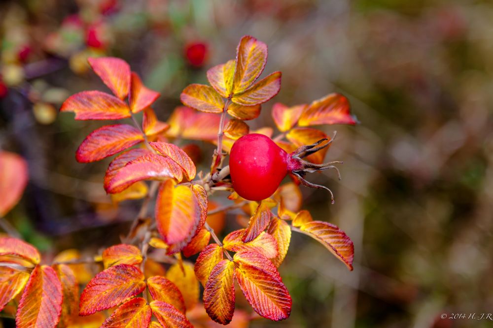 Der Herbst hat viele Farben