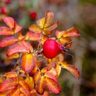 Der Herbst hat viele Farben