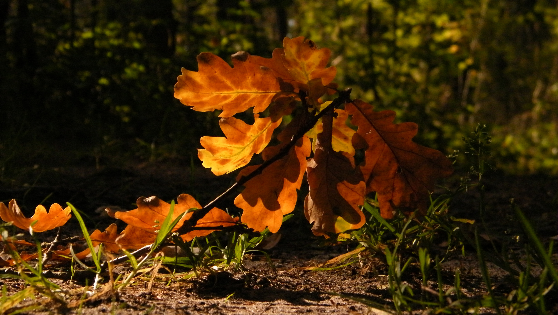 Der Herbst hat was verloren ...