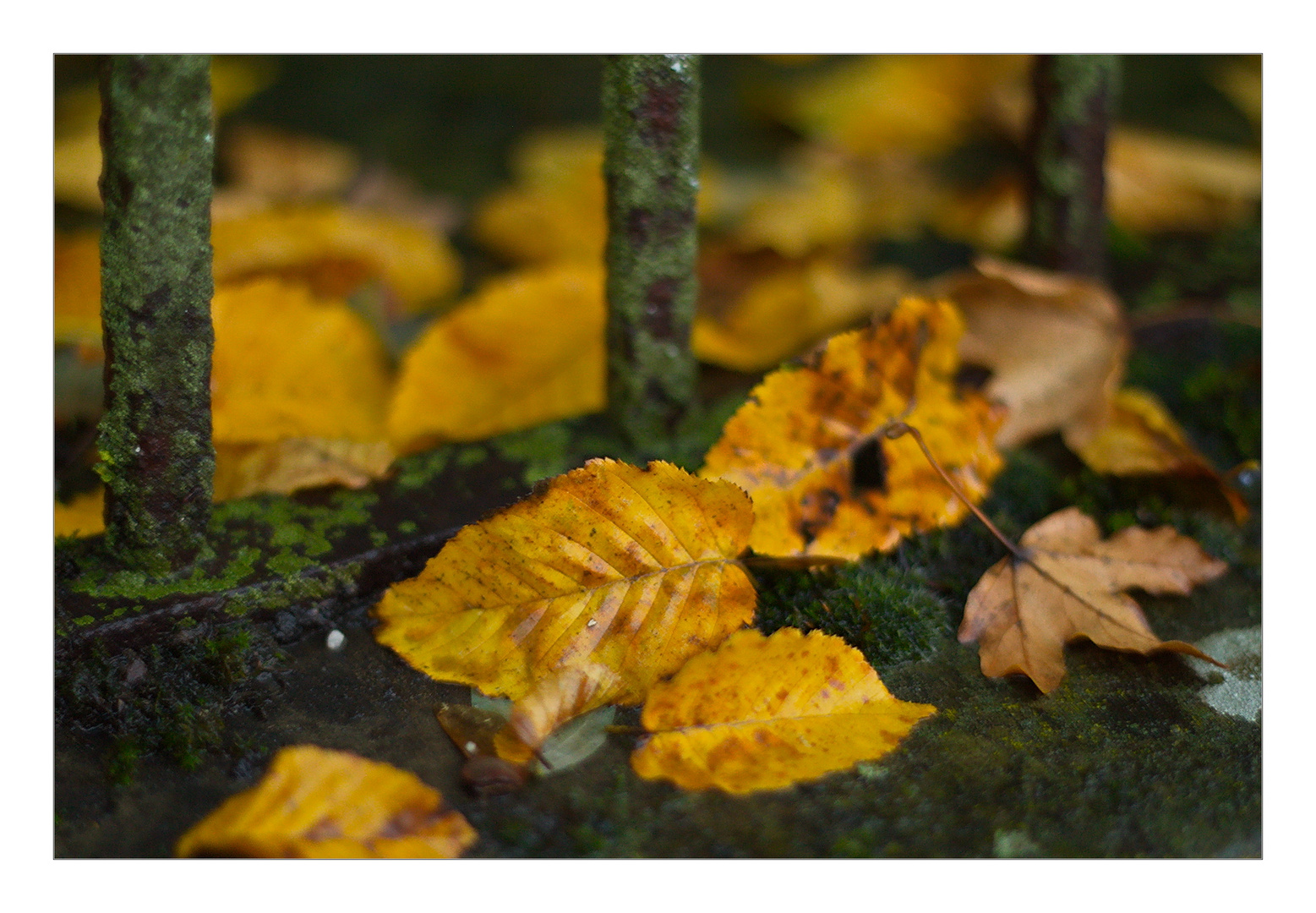 Der Herbst hinter Gittern