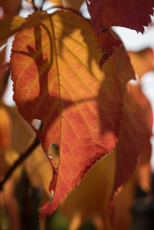 Der Herbst hinterlässt seine Spuren