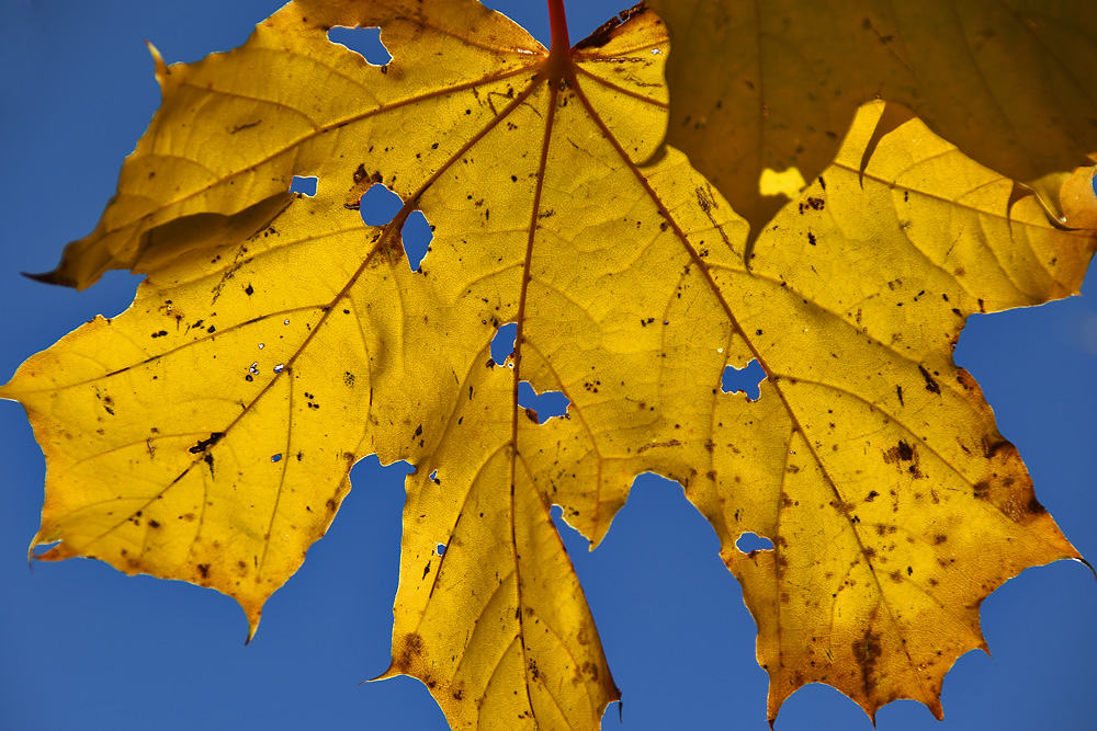 der Herbst hinterlässt seine Spuren