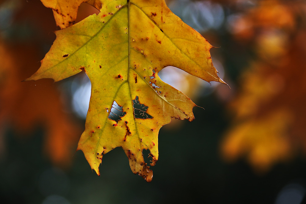 der Herbst hinterlässt seine Spuren