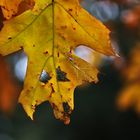 der Herbst hinterlässt seine Spuren