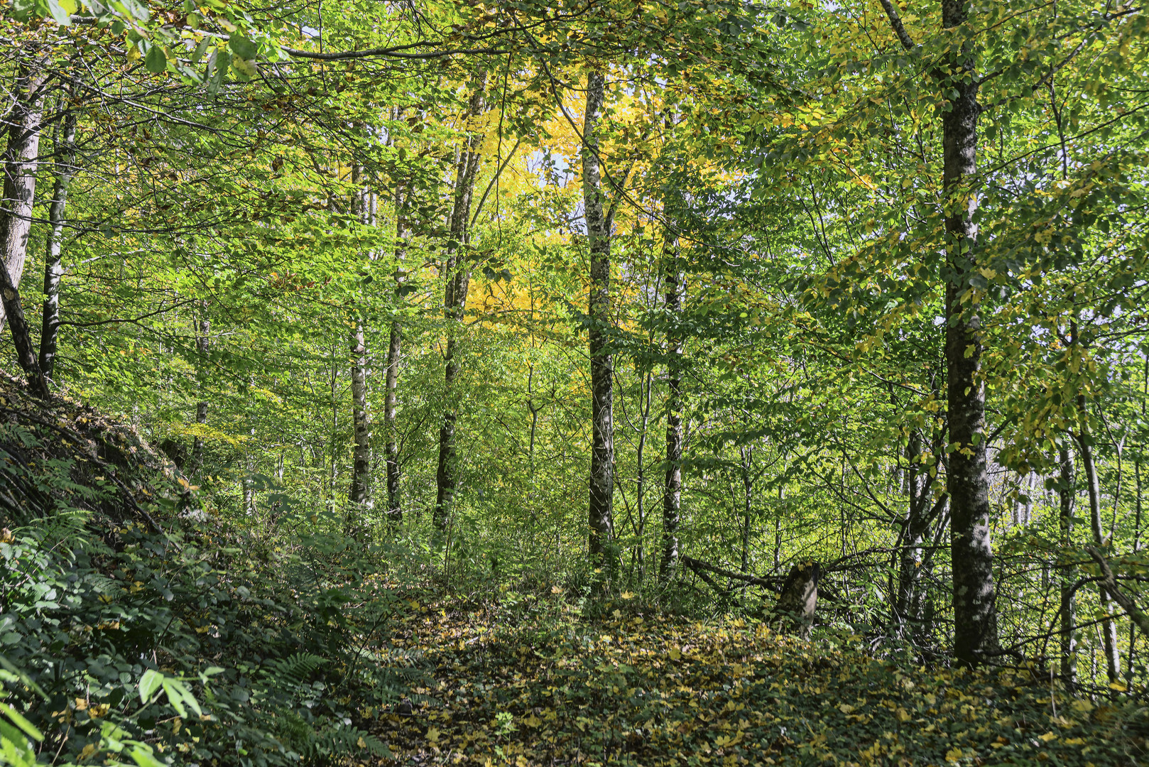 Der Herbst hinterm Haus