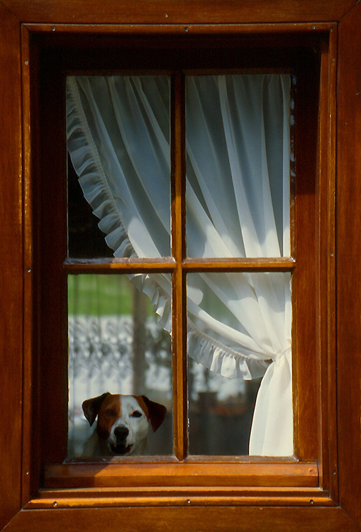 Der Herbst-Hund