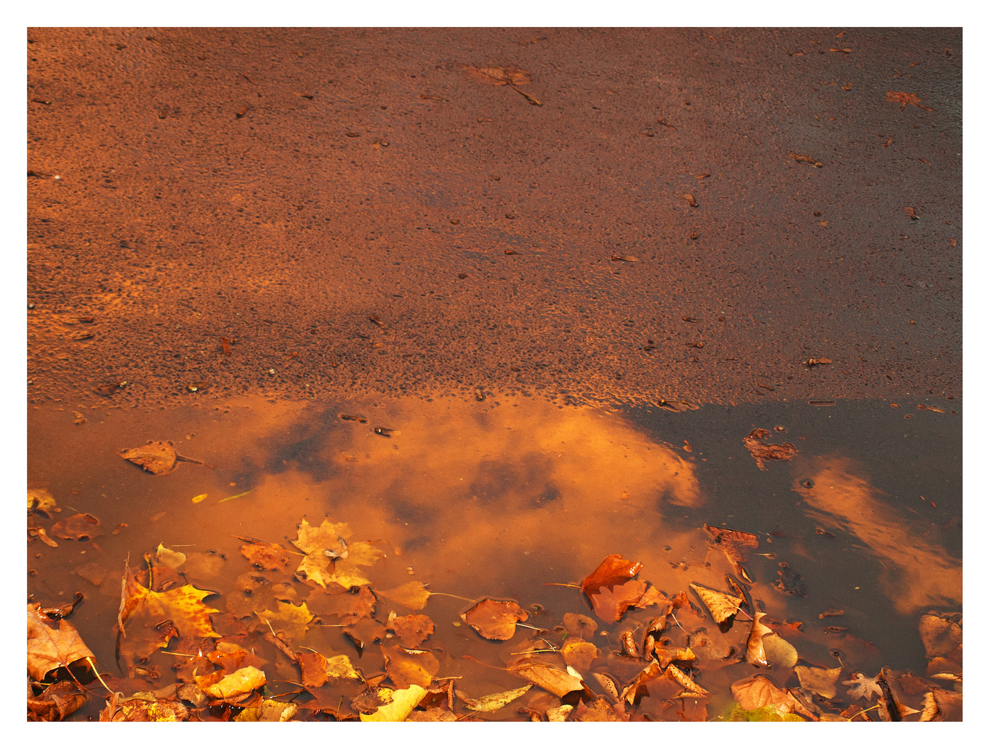 Der Herbst im Asphalt