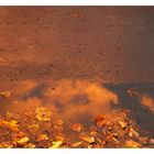 Der Herbst im Asphalt