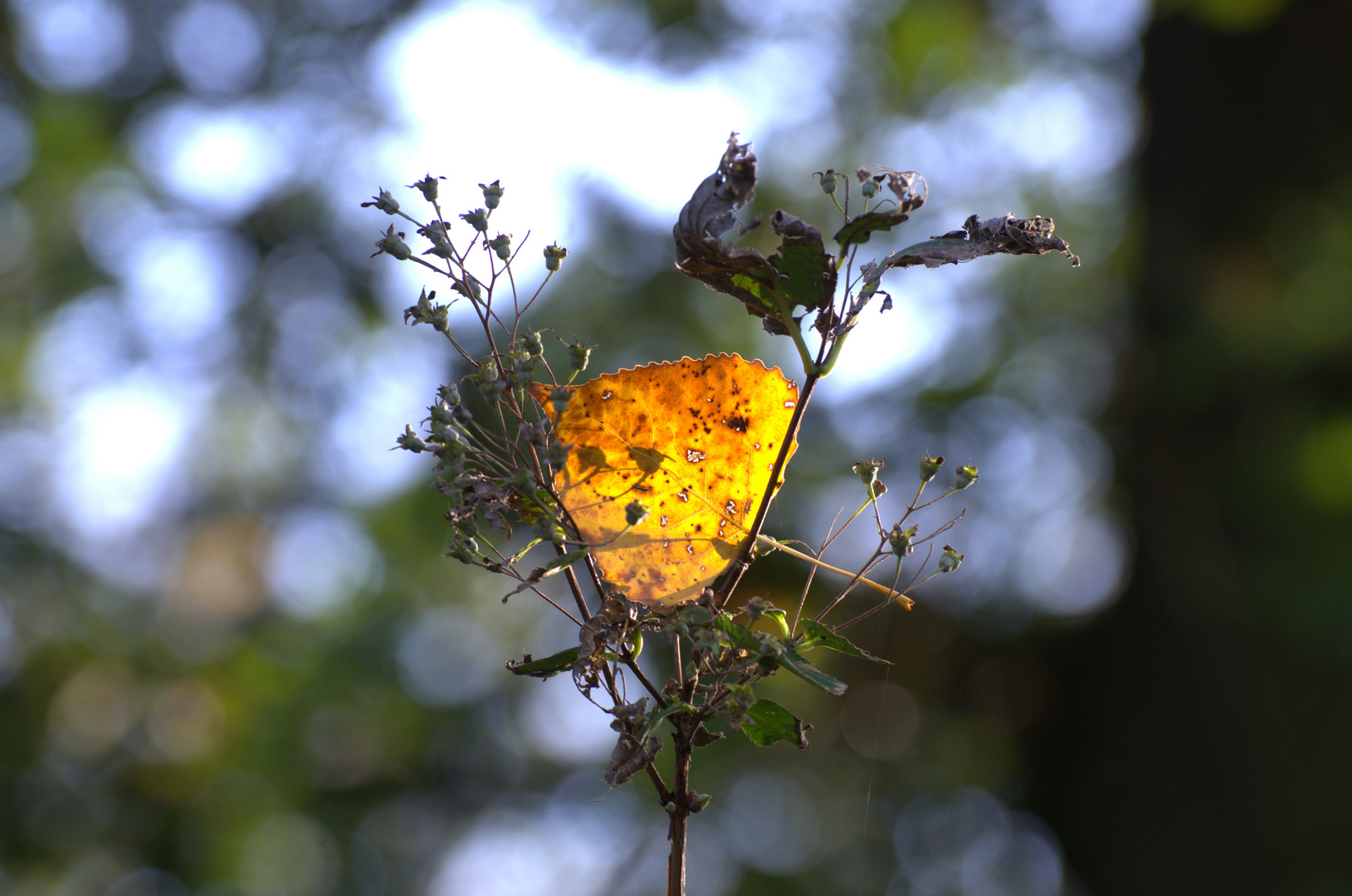 Der Herbst im Detail