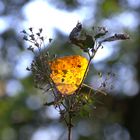 Der Herbst im Detail