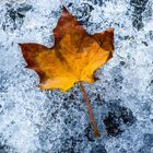 Der Herbst im Eis