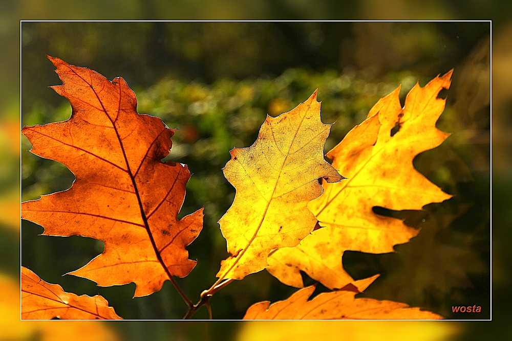 Der Herbst im Gegenlicht