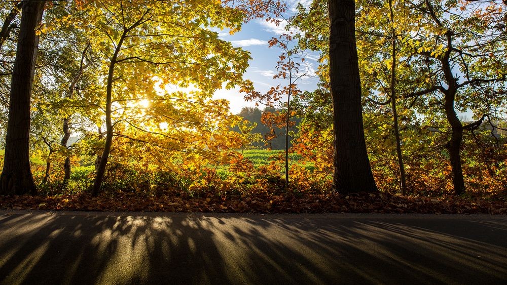 Der Herbst im Gegenlicht