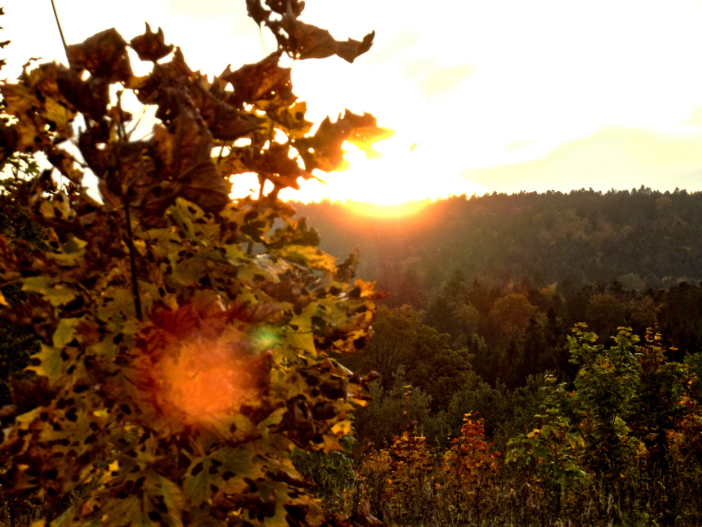 Der Herbst im Gegenlicht