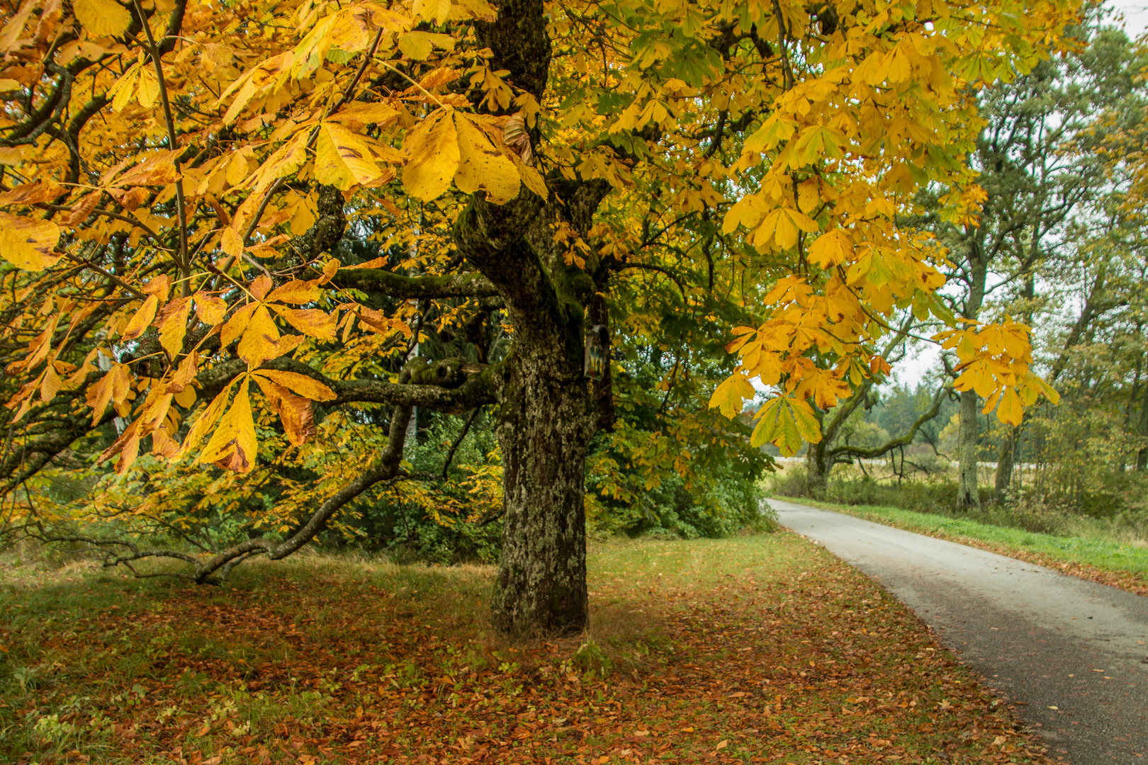 Der Herbst im Mühlviertel Austria 