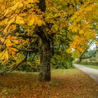 Der Herbst im Mühlviertel Austria 