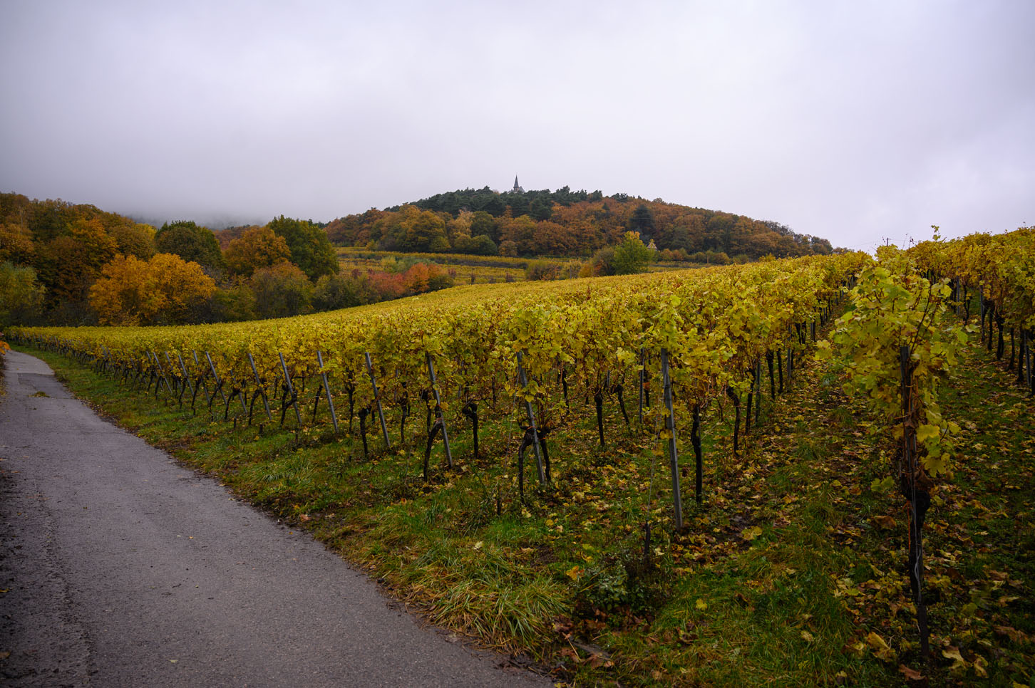 Der Herbst im Pfälzer Wald ...