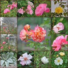 Der Herbst im Rosengarten