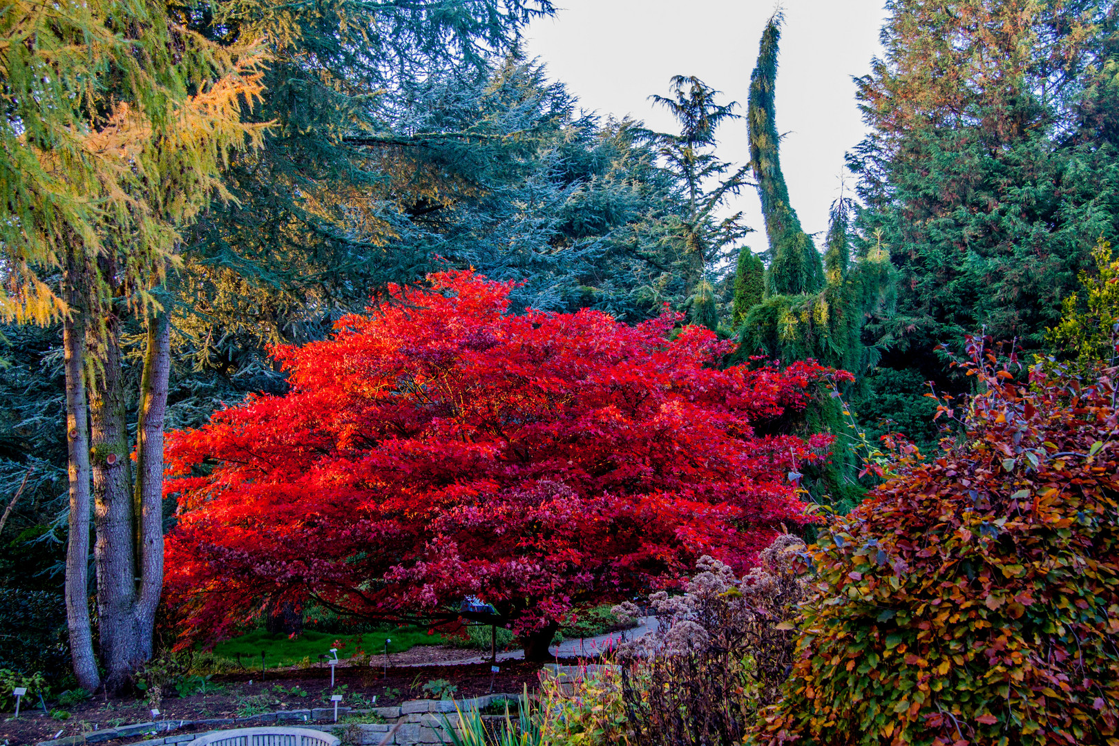 der Herbst im roten Gewand ...