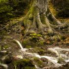 Der Herbst im Wald