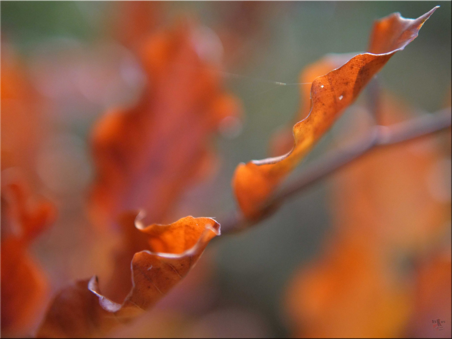 Der Herbst im Wald