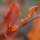 Der Herbst im Wald