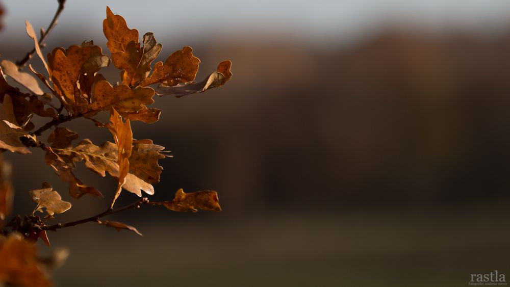 Der Herbst im Warwer Sand