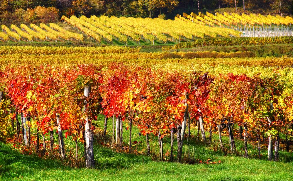 der Herbst im Weingarten