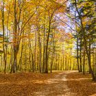 der Herbst im Wienerwald